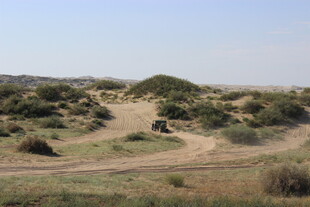 沙漠中的植被与蜿蜒小路