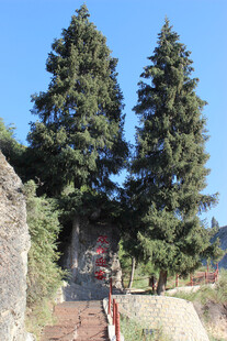 户外松树下的红色梯子