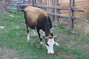 草地上低头吃草的奶牛
