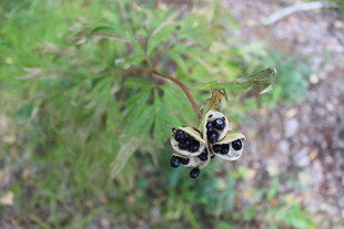 枝头的黑色果实