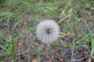 草地上的白色蒲公英