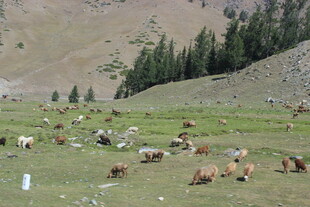 草原上悠闲吃草的牛群