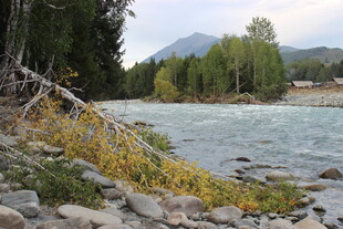 河畔秋景 自然静谧风光