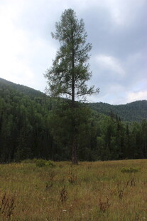 草原孤树与远山风景