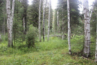 森林中的葱郁树木与草地