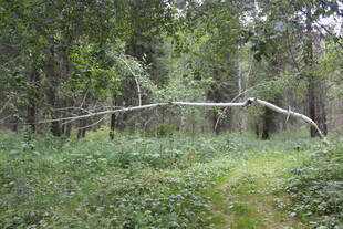 林间小道旁的倾斜枯木