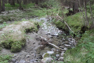 山间泥泞小径 自然景致