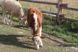 牧场中的小牛与羊