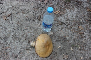 地上的水瓶与椰子