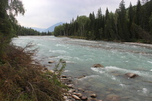 山间清澈河流与茂密树林