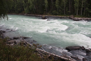湍急河流旁的茂密森林
