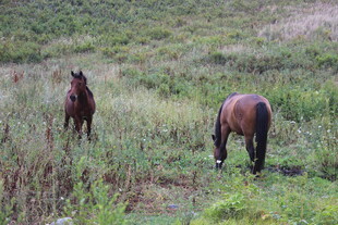 草原上的两匹马