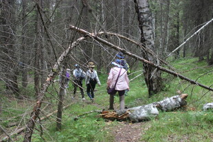 森林徒步者与倒下的树木