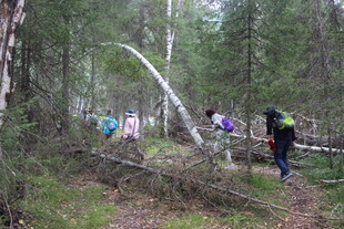森林中驴友清理倒下树木