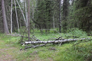 森林中横卧的枯木