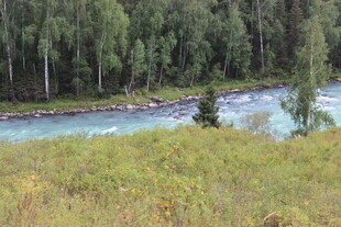 河畔葱郁树林自然风光