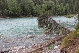 河边倒伏的树木与清澈河水