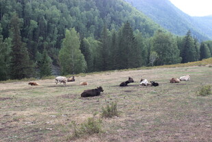 草原上悠闲的牛群