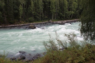 湍急河流旁的茂密森林