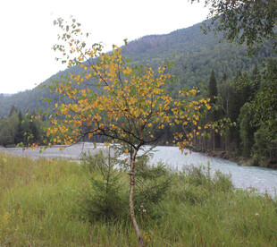 河畔独树 秋意初显