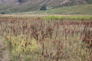 广袤原野上的多彩植物