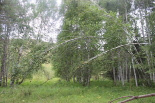 林间绿意盎然的自然景致