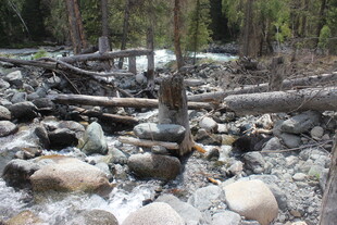 林间碎石溪流自然景象