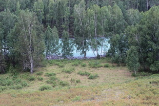 森林湖畔的开阔草地景色