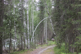 林间小径 漫步自然之境