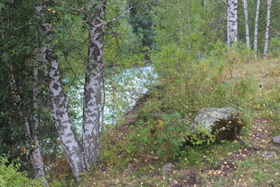 林间溪流旁的自然景致