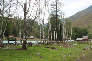 山间草地旁的树木与小屋