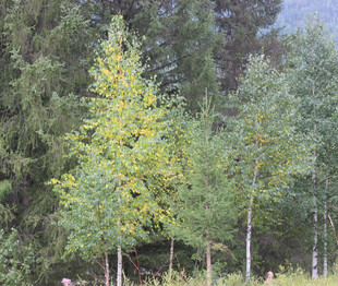 秋日山林中的挺拔树木