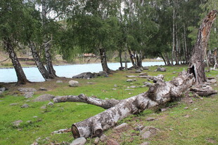 湖畔枯木与葱郁树林景观