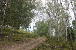 林间蜿蜒小路 自然景致