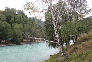 河畔绿树环绕的清澈河水
