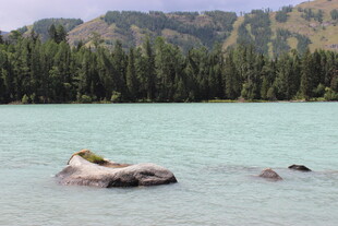 湖面上休憩的野生动物