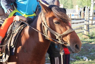 骑手与棕色骏马