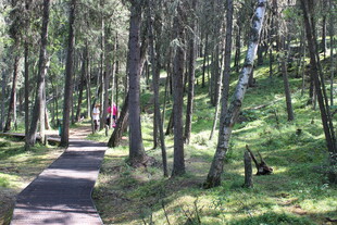 林间漫步小道 绿意盎然