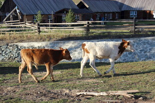 田园中漫步的两头小牛