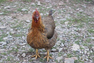 户外站立的棕色母鸡
