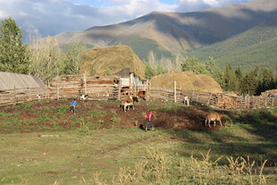 乡村田园牧场景象