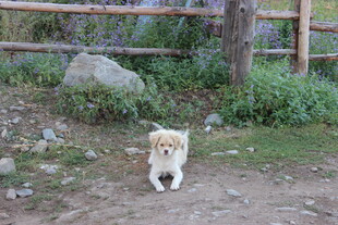 户外奔跑的可爱小狗