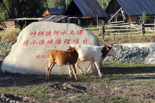 草原上的牛与刻字巨石