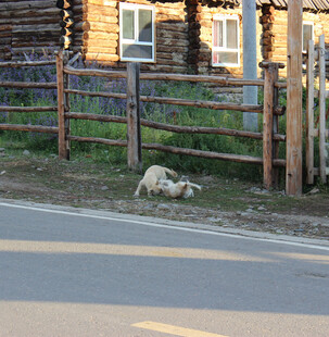 路边木栅栏旁休憩的小狗