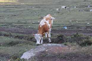 草原上低头吃草的奶牛