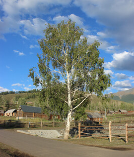 乡村路旁挺拔大树与屋舍