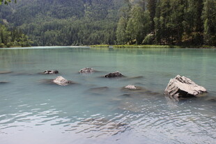 宁静湖景中的漂浮枯木