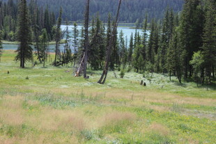 山林草地间的自然美景