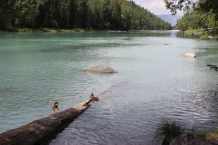 清澈河畔的静谧自然景象