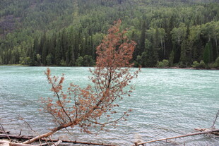 湖畔孤枝 静赏山水之色